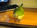 Pictures of 2 parrots talking on youtube <?=substr(md5('https://encrypted-tbn2.gstatic.com/images?q=tbn:ANd9GcQtkuEo_VQJVYEfbzcR7UvzqR_fhUtZ-VbHOzz9_kCA4EukkwXhPAketn1W'), 0, 7); ?>