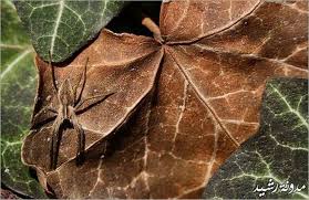 Image result for ‫ عکس های جالب از طبیعت‬‎