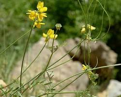 Coronilla securidaca L. resmi
