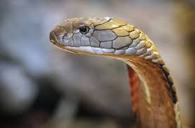 Slang kruipt tijdens show in broek van Duitse toerist (57): man overlijdt na beet in Egypte