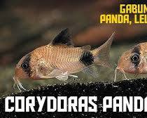Gambar ikan Corydoras dasar akuarium