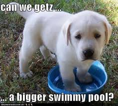 Image result for confident dog training