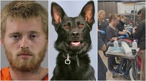 Polk County K-9 Ace shot, remains critical after shooting - WFTV