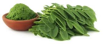 Image result for Moringa