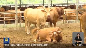 KBS 뉴스 - News update