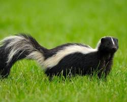 Image of skunk