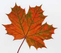 Image result for LEAVES