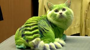 Résultat de recherche d'images pour "chat"