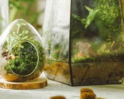 Hình ảnh về Một người đang trao tặng terrarium như một món quà đặc biệt