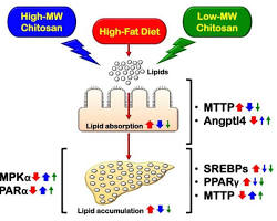 Image de Chitosan forming a gel around fat molecules