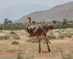 Image of Somali Ostrich, Samburu National Reserve, Kenya