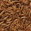 Live mealworms for sale Free Shipping. Mealworms are a