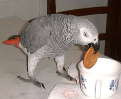 Image result for african grey parrot for sale