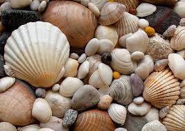 Image result for images of calcium carbonate