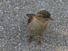 Bildergebnis für sperling