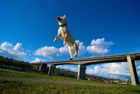Image result wey dey for images of dog jumping over bridge