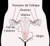 Quels sont les symptmes de prmnopause et de mnopause?