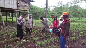 Hasil gambar untuk pemupukan tanaman jagung manis