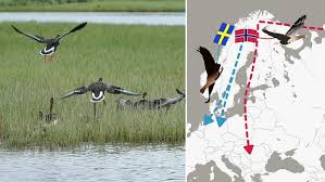 SVT Nyheter - News update