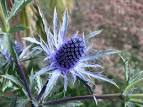 Eryngium variifolium variable-leaved sea hollyRHS Gardening