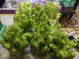 Image result for RAU MẦM CẢI XANH