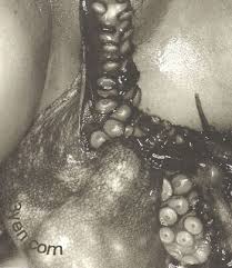 Image result for japanese octopus porn