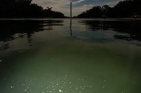 E Pluribus Algae: Why Green Pond Scum Is as American as Red, White and Blue