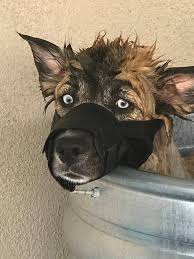 I'm so thankful that I never gave up on my feral, she's turned out to be the most amazing dog, 90% of her fears have been solved, she still doesn't like car