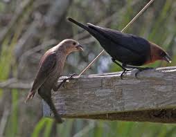 Image result for brown headed cowbird eggs