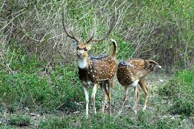 Image result for images of bandipur national park