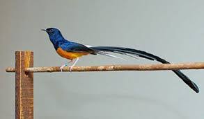 Hasil gambar untuk murai batu