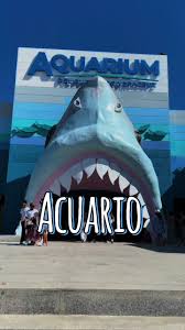 Visita al Acuario de Veracruz: Diversión Familiar | TikTok