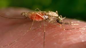 Potential for West Nile Virus outbreak looms in Saskatchewan - Is the province's low risk status at stake? - 1