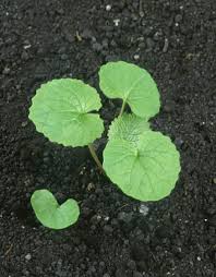 Image result for garlic mustard