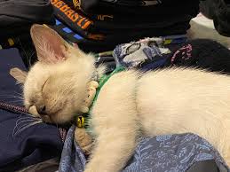 We lost my 6year old cat early this year and now we have ...