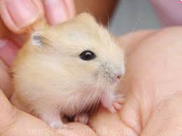 Phú Nhuận bán hamster, chuột nhảy, thức ăn, lót chuồng giá rẻ - 29