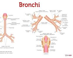 Image of Bronchi anatomy diagram
