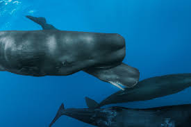 The Astonishing Lessons of a Sperm-Whale Birth