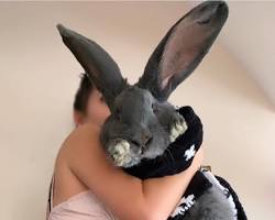 Image of Continental Giant Rabbit