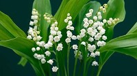 Gardening: Lily needs 8 weeks of temps under 45