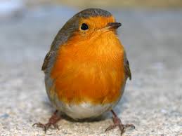 images?q=tbn:ANd9GcQvOXpLhQ0Xm-CuUiNPuYnUxQFNx3uOX7Kh50nkcDt2eyFqF-eb