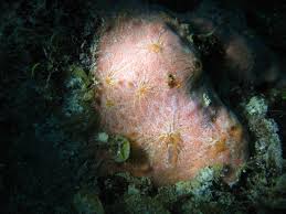 Image result for Clathria curacaoensis