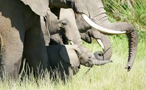 Amboseli - We're having an elephant baby boom in Amboseli ...