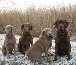 Image result for "Chesapeake bay retriever"