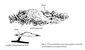 Image result for pocket gophers