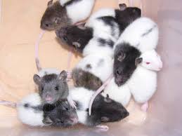 Image result for domestic rats as pets