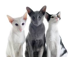 オリエンタルショートヘア catの画像