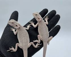 ゼロ フトアゴヒゲトカゲの画像