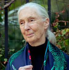 Luto en la ciencia: Fallece Jane Goodall a los 91 años - Imagen principal del artículo