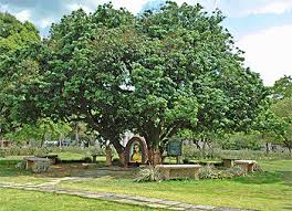 Image result for lychee trees